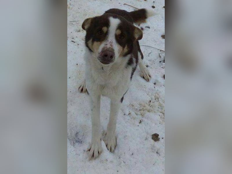 Max - Angsthäschen sucht Menschen mit viel Liebe und Geduld 