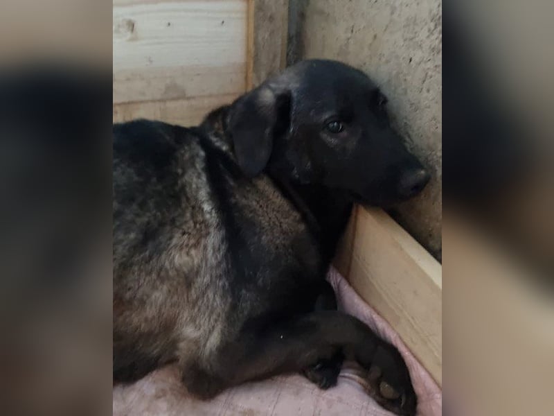 Viva - schüchtern und liebevoll ♥︎