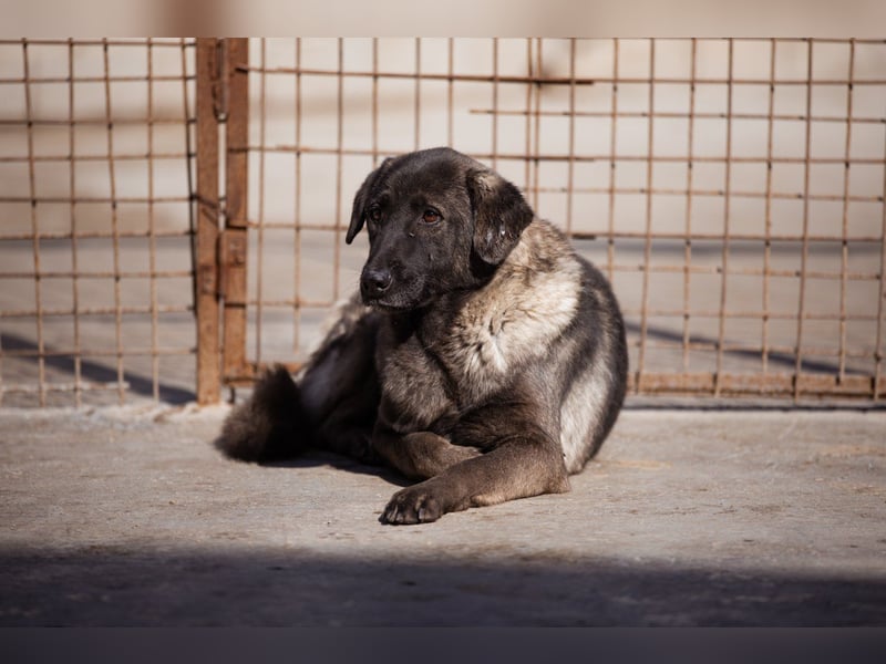 Viva - schüchtern und liebevoll ♥︎