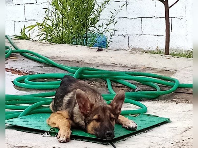 Liebevolles Fellnäschen Bebo -  liebt jeden, ob Mensch, Hund oder Katze