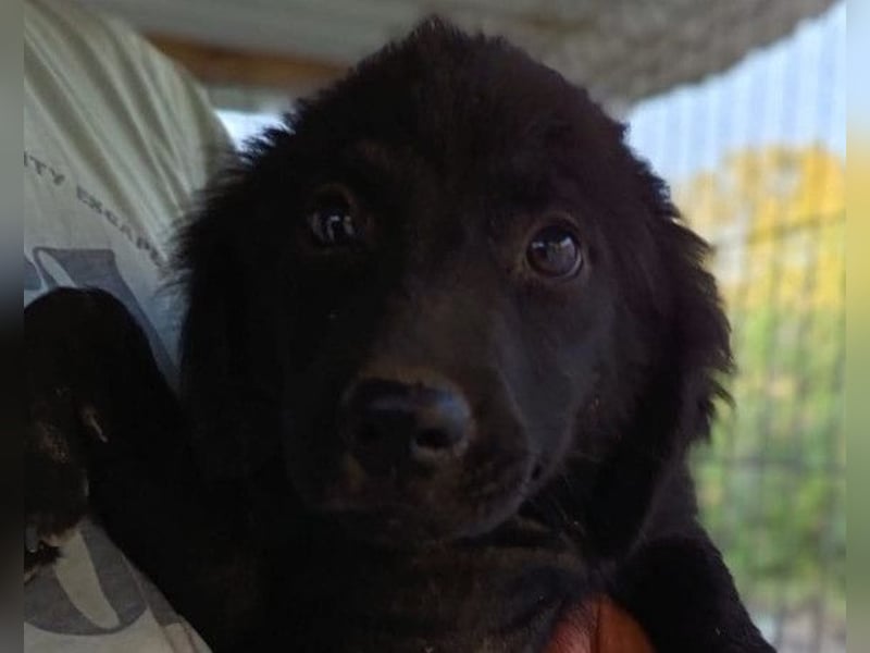 Knutschkugel GRACIE❤️zauberhaftes Fellschnute sucht ihr Zuhause fürs Leben