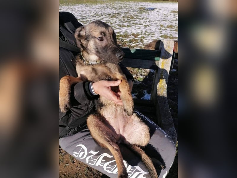 Liebe ♥Izzy♥ treue Junghündin sucht ihren Familienanschluss