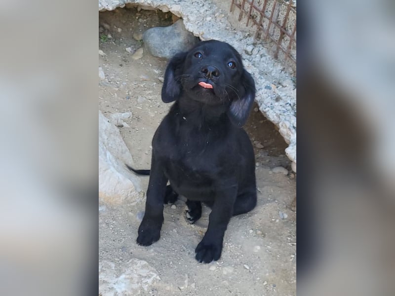 Knutschkugel GRACIE❤️zauberhaftes Fellschnute sucht ihr Zuhause fürs Leben