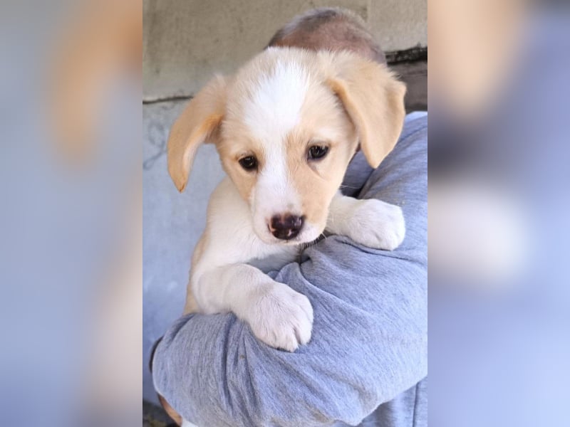 Engelchen ♥ Elfie ♥ zarte, lebensfrohe, neugierige Welpin