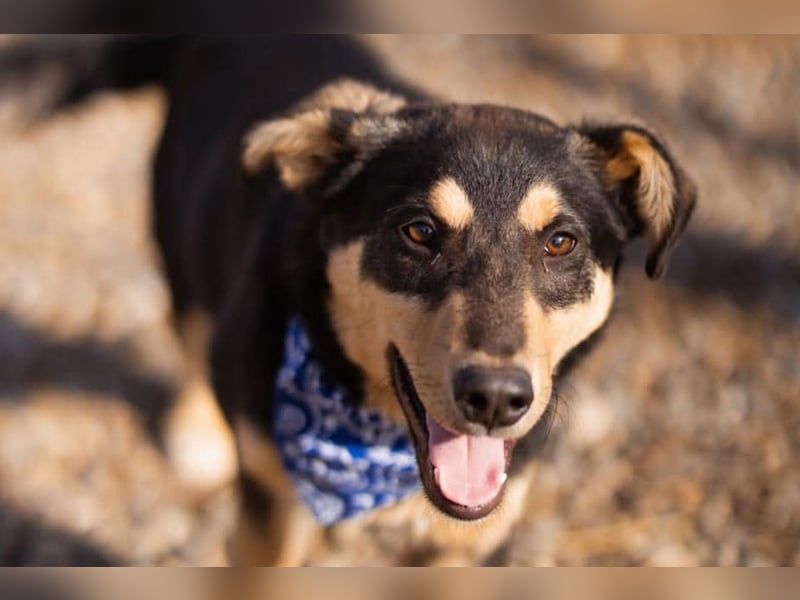 Norio ❤️ kuschliger, verspielter junger Hundebub