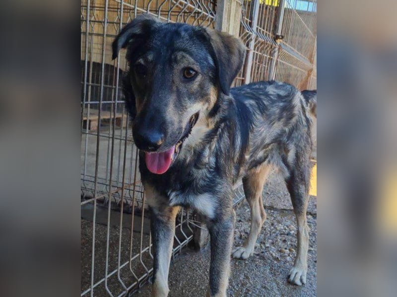 Mili-HSH-Rüde: braucht Liebe & Vertrauen