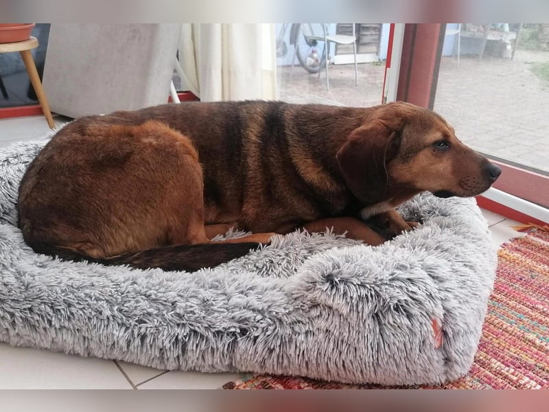 Reina in 01640 Coswig