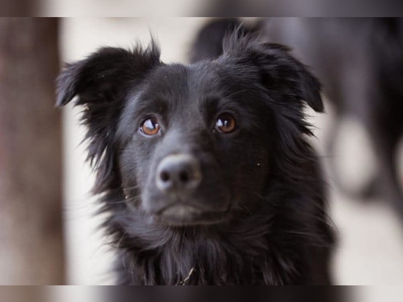 Filou ❤️ verspielter, so lieber Jungrüde