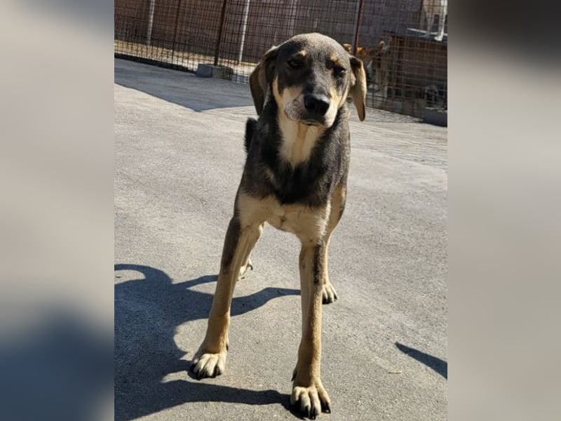 Lebensfrohe ♥ Pika ♥ sucht ihre treuen Menschen