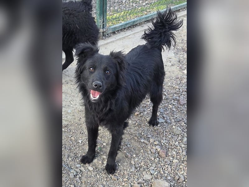 Filou ❤️ verspielter, so lieber Jungrüde
