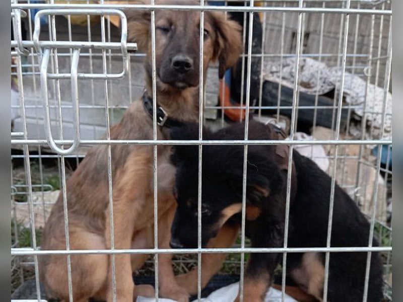 Schüchterne Crissi - braucht Liebe und Halt