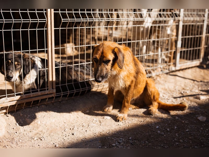 Sanfter ♥ Oscar ♥ wartet schon in 74749 Rosenberg