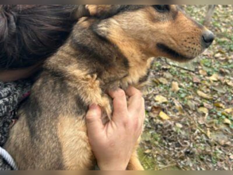 freundliche, liebevolle Mix-Hundedame Lizzy