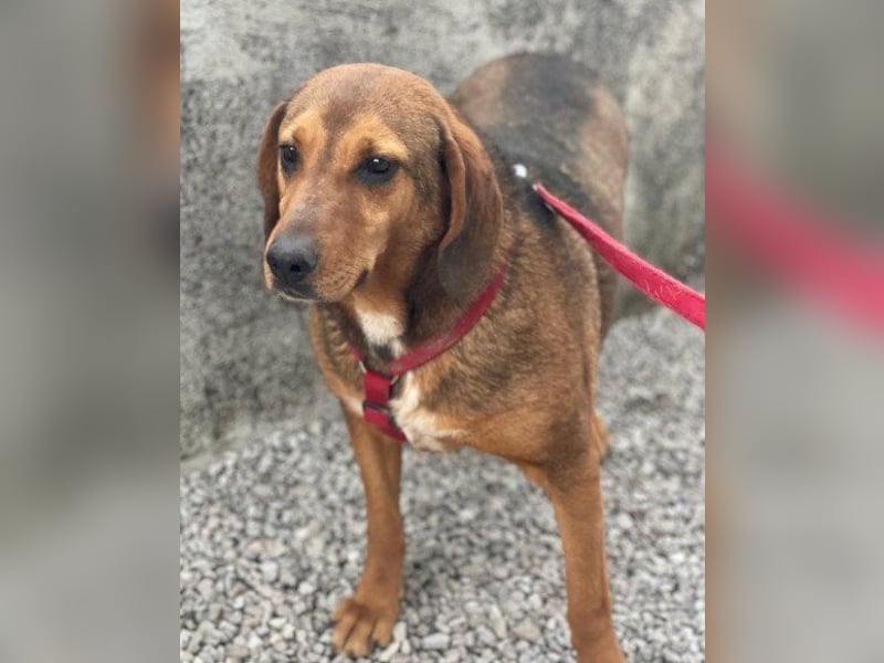 Reina in 01640 Coswig