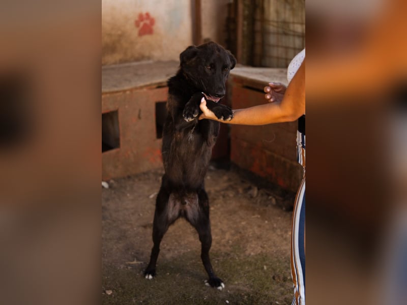 SHADOW❤️freundlicher, sanfter, treuer Familienhund