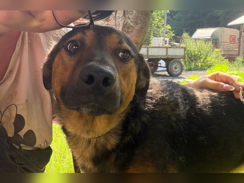 Katzenfreund Oskar - sanfter verschmuster Rüde