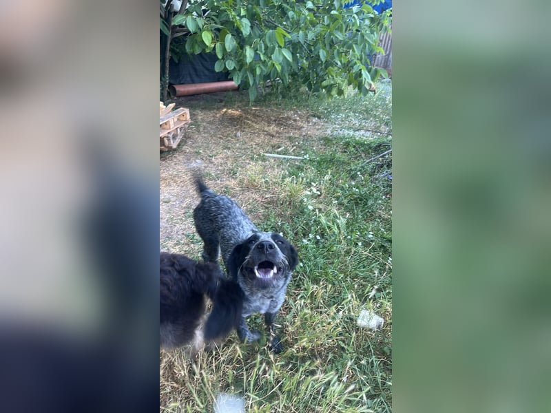 Berta, Hundemädchen sucht liebevolle Hände