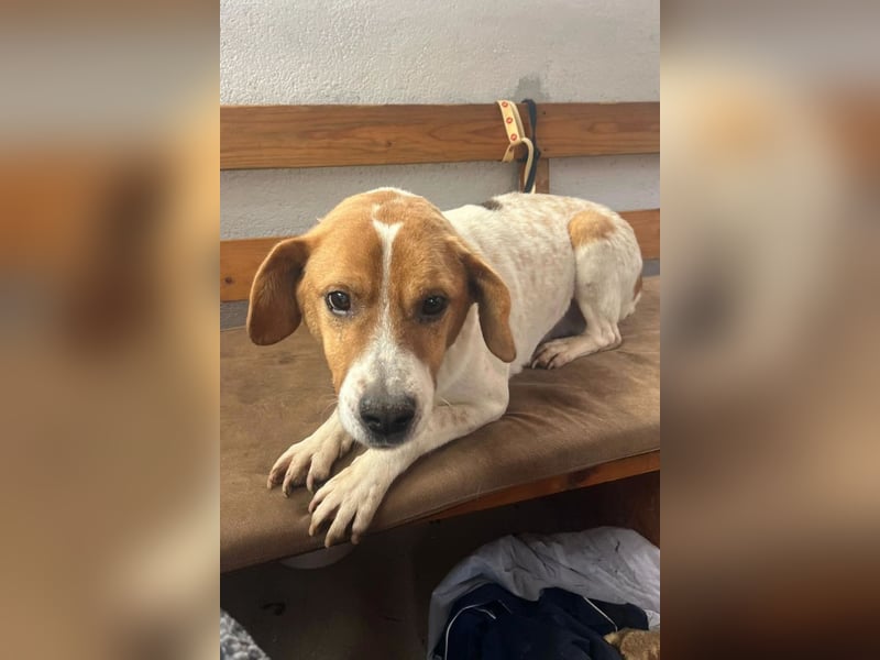 Sony ❤️ Familienhund mit großem Herzen