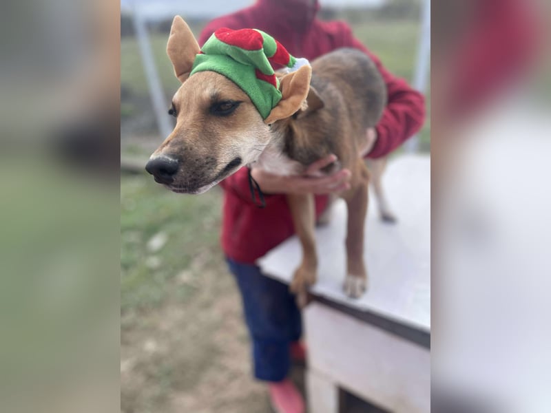 Welpenmädchen Mandy