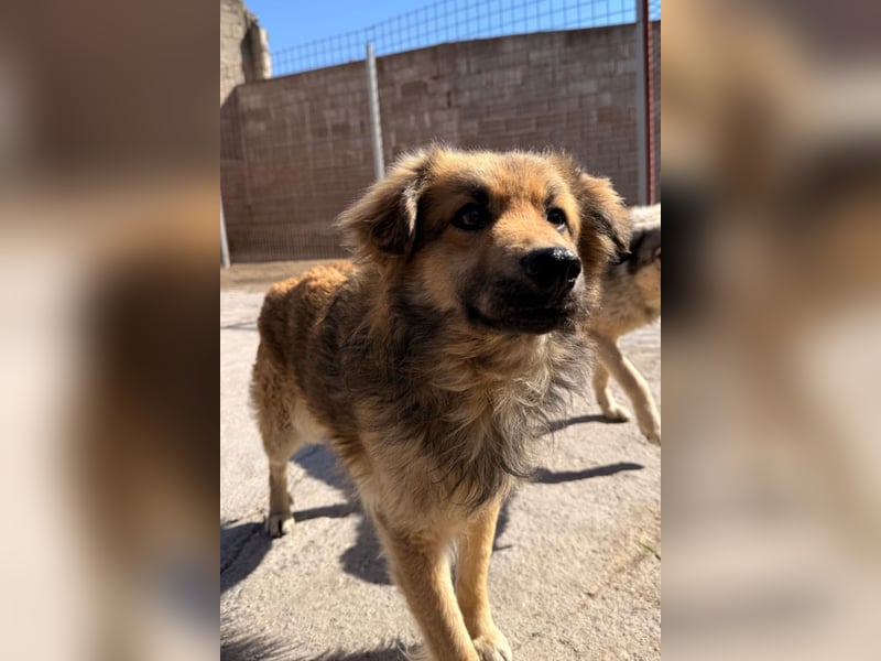 Ben ❤️ schmusiger, schüchterner Hundebub