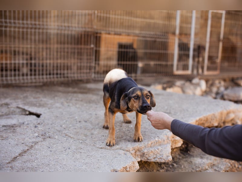 Wundervolle Aylini sucht ein Zuhause