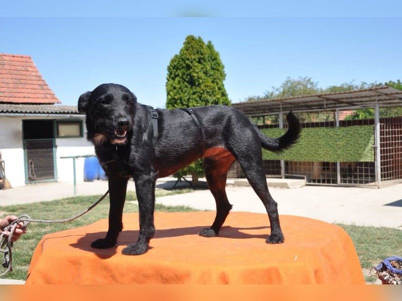 LEMMY❤️harmonischer, treuer Begleiter sucht sein Happy End