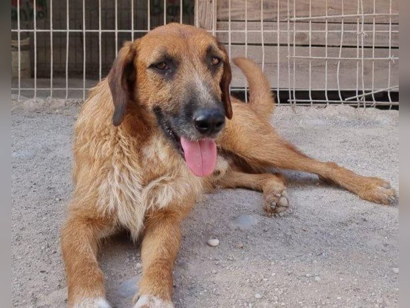 Sanfter ♥ Oscar ♥ wartet schon in 74749 Rosenberg
