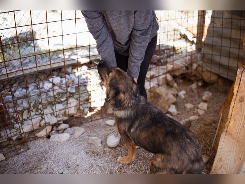 Jacky ❤️ junge Traumhündin sucht Zuhause