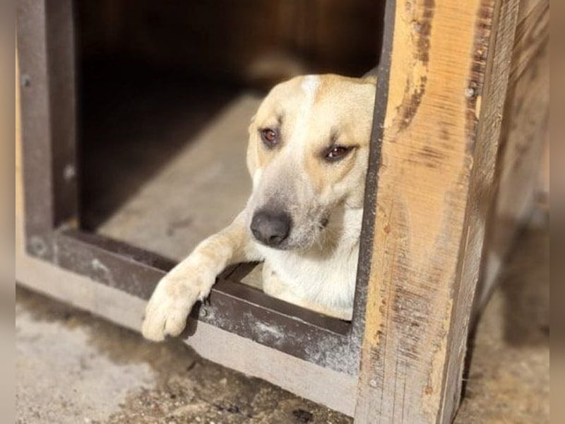 Liebe Nala möchte bei dir einziehen
