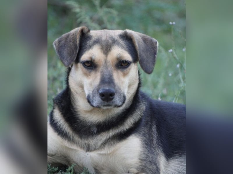 Lana ❤️ tolle umgängliche, verspielte Hündin