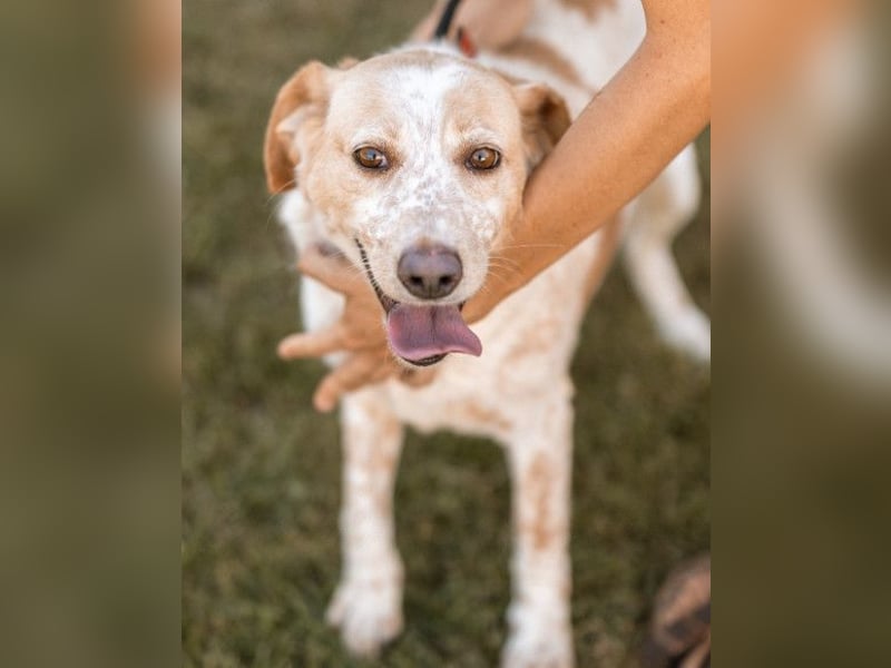 Lucy ❤️ liebe + gutmütige Zuckerschnute