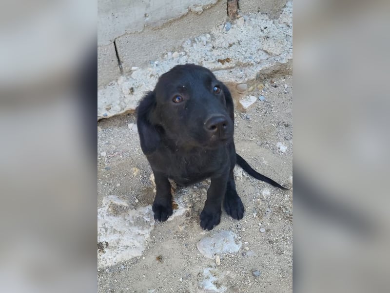 Knutschkugel GRACIE❤️zauberhaftes Fellschnute sucht ihr Zuhause fürs Leben