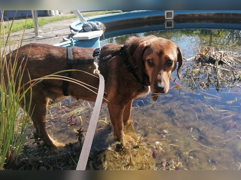 Reina in 01640 Coswig