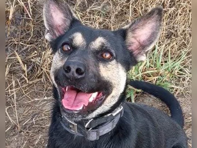 Otto ❤️ so freundlich und verträglich!