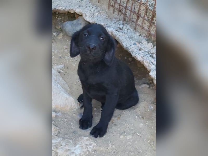 Knutschkugel GRACIE❤️zauberhaftes Fellschnute sucht ihr Zuhause fürs Leben