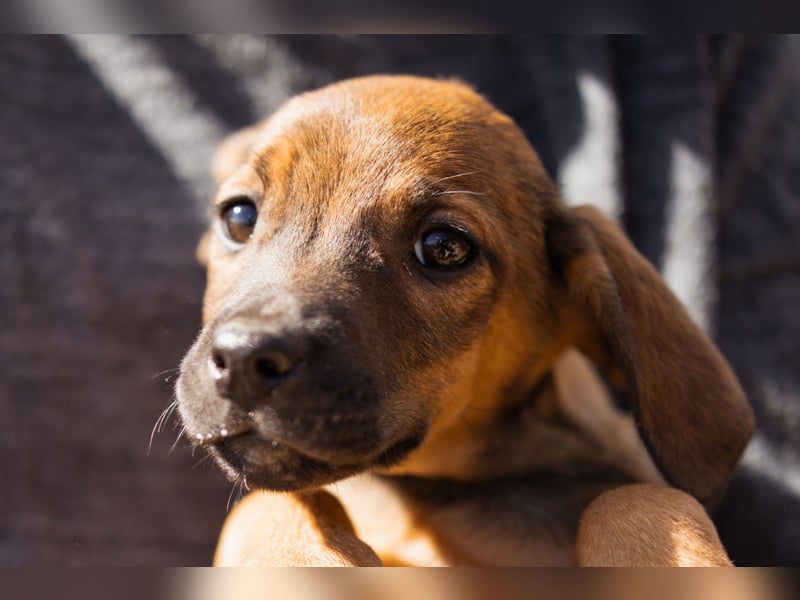 Tilly ❤️ aufgeweckte, lebenslustige Maus
