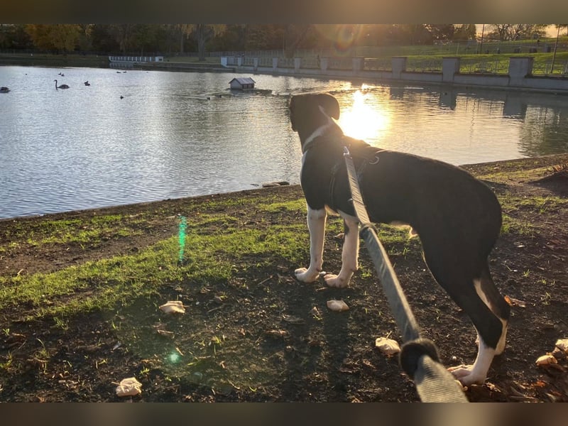 Jungspund Rocky ❤️ wartet in 50674 Köln