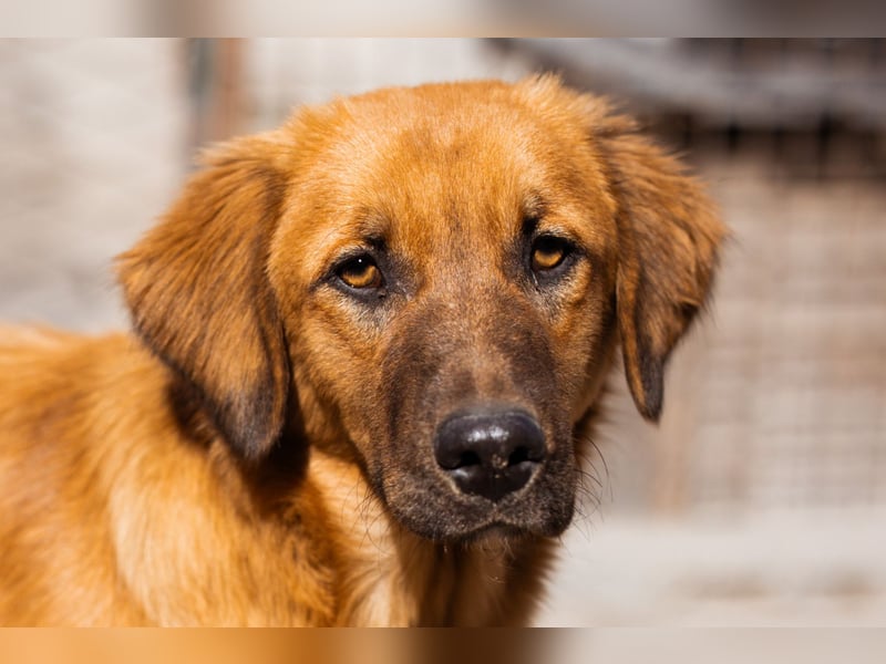 Schnuckel ♥Bettie♥ will spielen & kuscheln