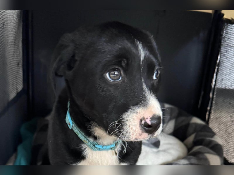 Welpe LENNI❤️kleiner Entdecker sucht sein großes Glück!