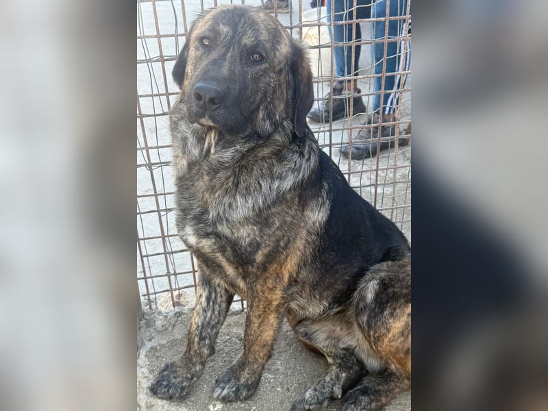 Ludwig ❤️ unser lieber, verschmuster Jungrüde!