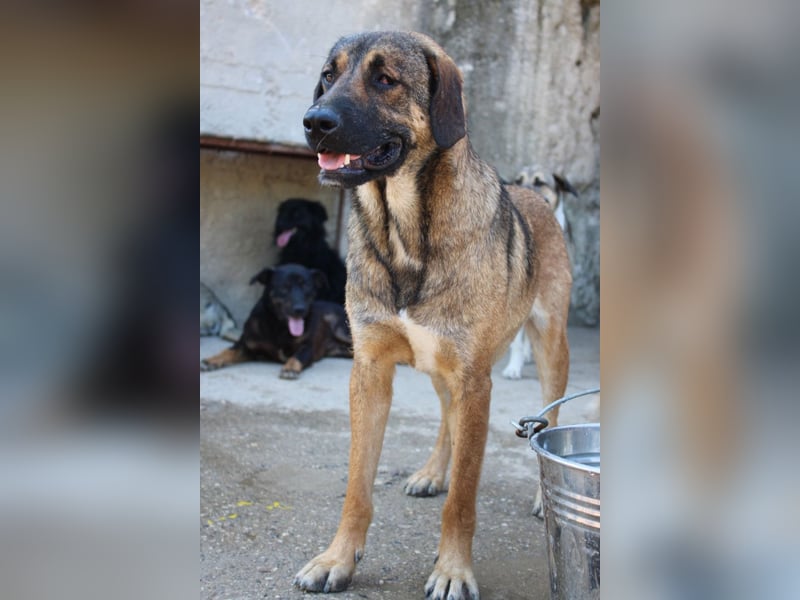 FEODOR❤️so lieber, verträglicher, noch schüchterner Hundejunge