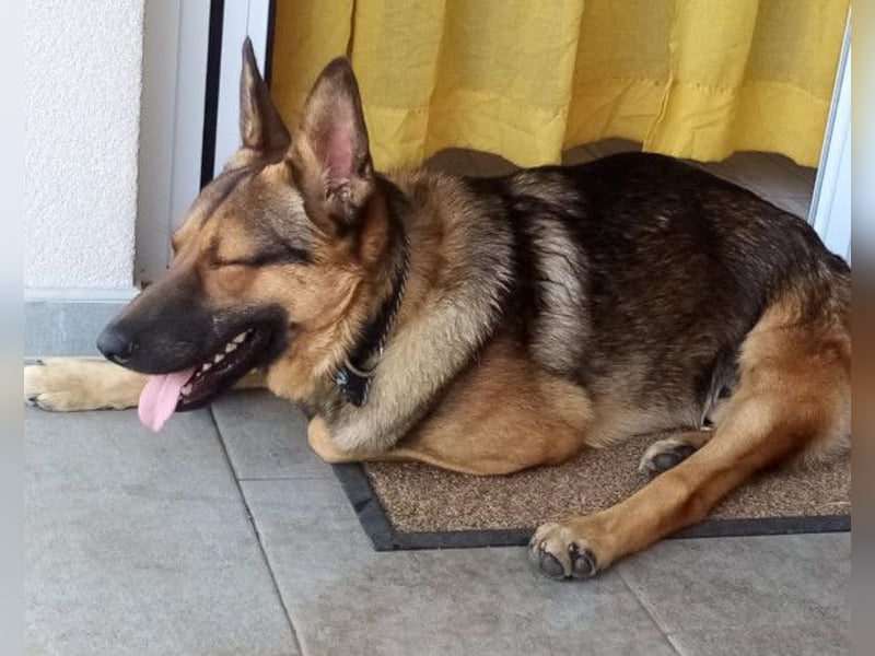 Bebo ❤️ Liebevolles Fellnäschen!