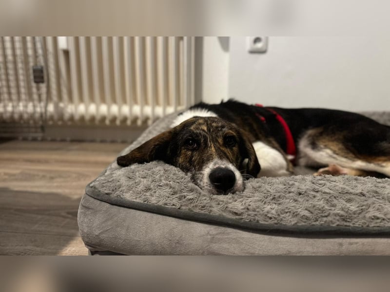 Zauberhafte Bini sucht ihre Menschen