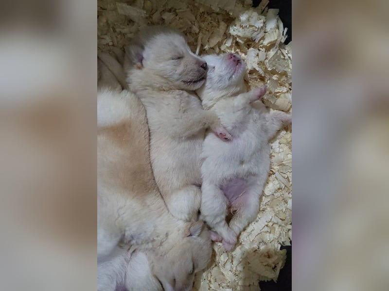 Welpin ♥Tina♥ hofft nun darauf ihre lieben & treuen Menschen zu finden