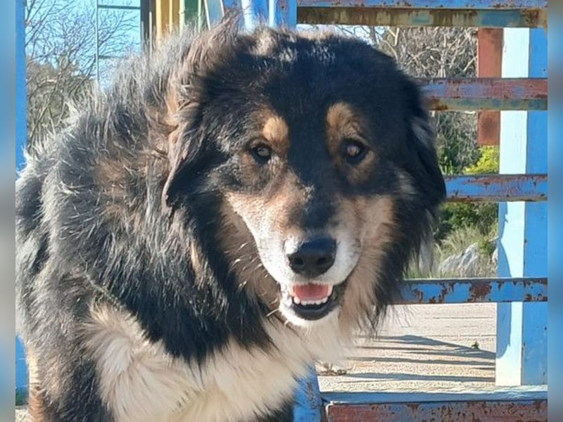 Max ❤️ rundum lieber Familienhund!