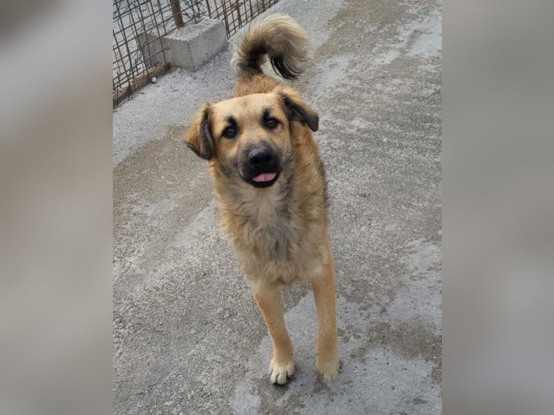 Ben ❤️ schmusiger, schüchterner Hundebub