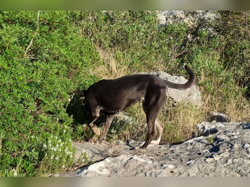 Goldige ♥Godina♥ kinderliebe und allgemein sehr soziale Hündin