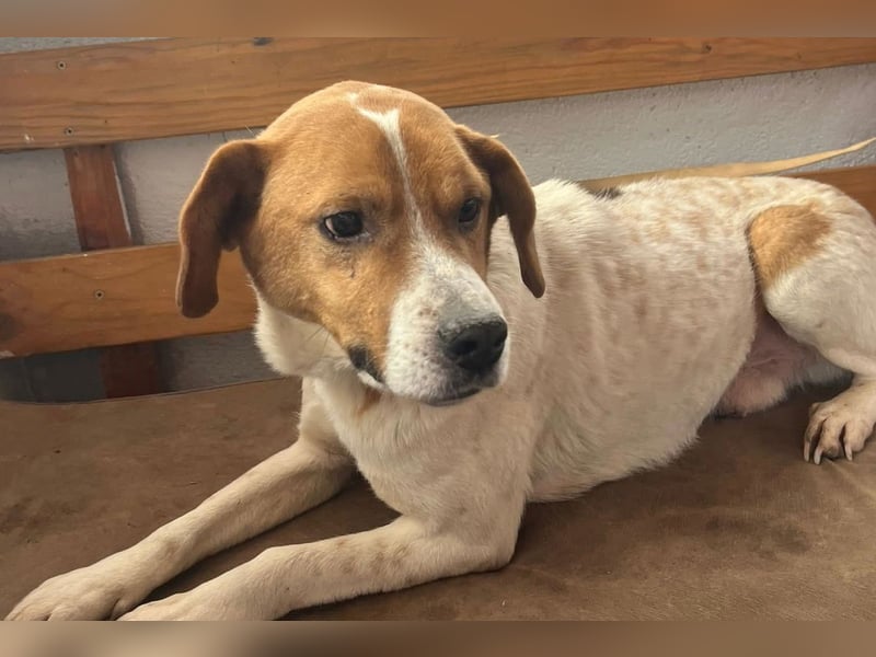 Sony ❤️ Familienhund mit großem Herzen