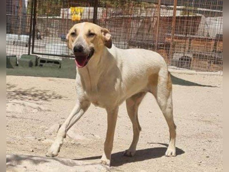 Liebe Nala möchte bei dir einziehen