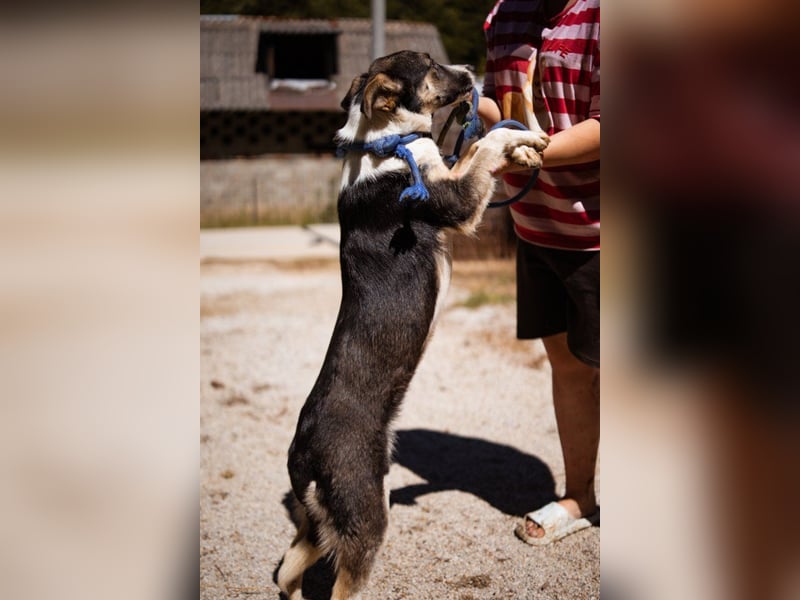 ♥ Smila ♥ kinder- und katzenliebe Hündin wartet bereits in 22529 Hamburg